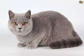 imagen gato británico de pelo corto
