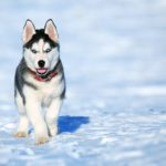 imagen perro husky siberiano