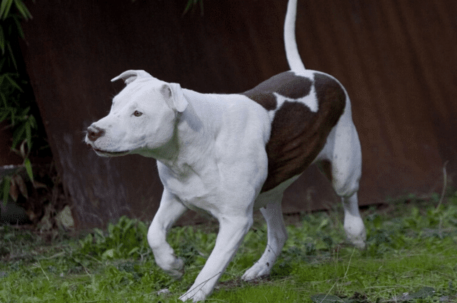 american pitbull terrier corriendo