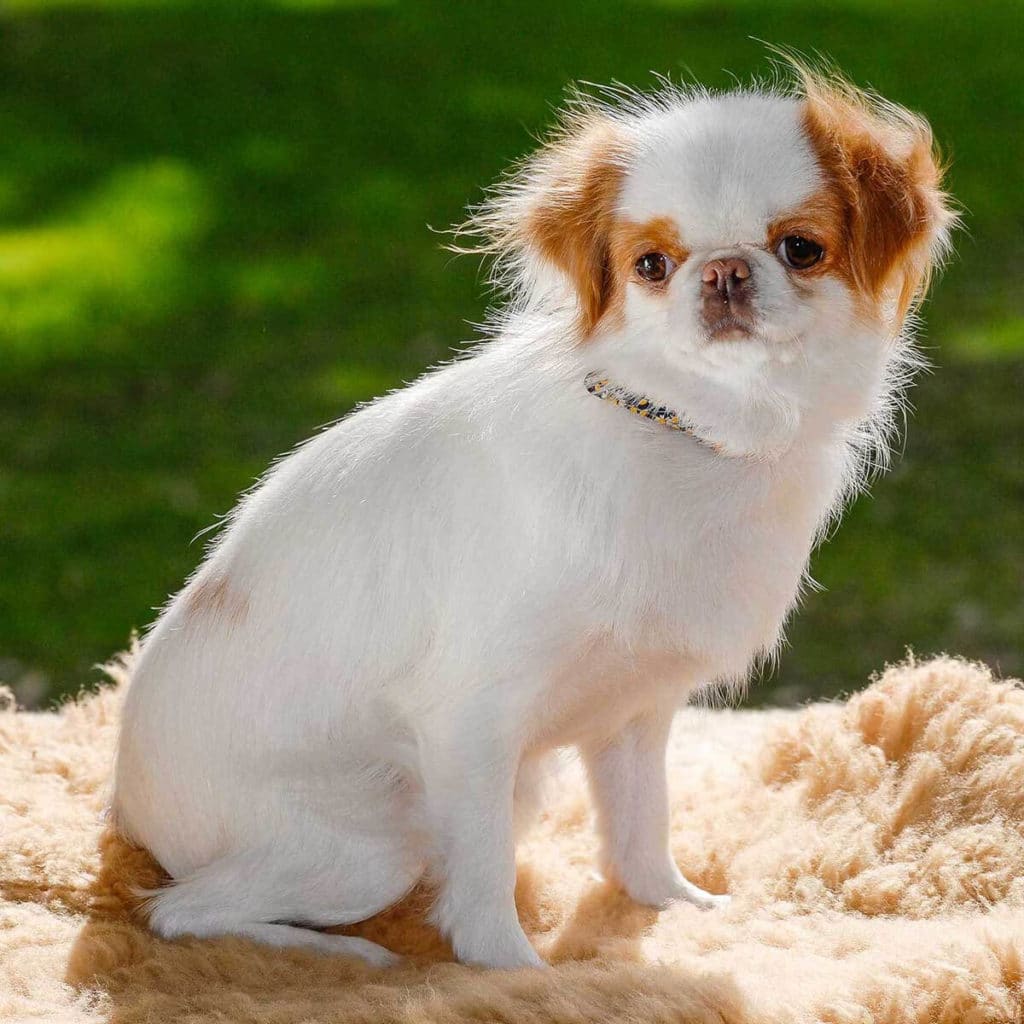 chin japonés otro de los perros más pequeños del mundo