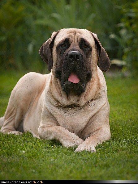 imagen perro mastín inglés - uno de los perros más grande del mundo