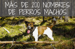 Nombres de Perros Machos: [Guía completa de nombres]