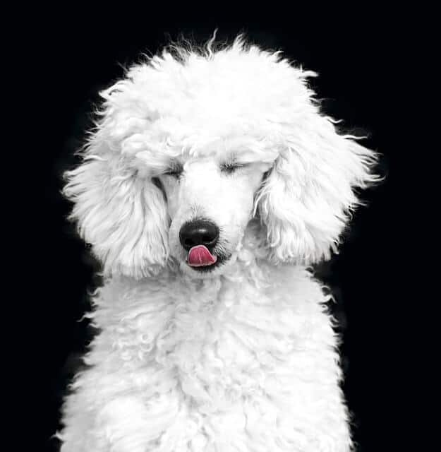 perro caniche blanco