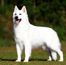 perro pastor alemán blanco