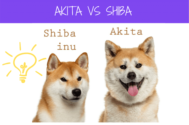 akita vs shiba