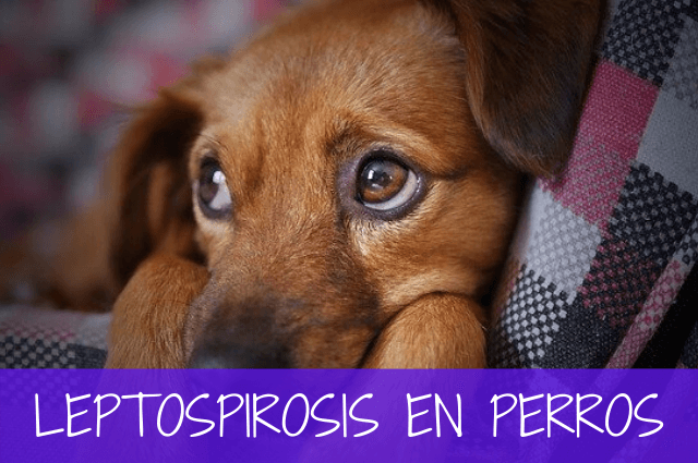 leptospirosis en perros