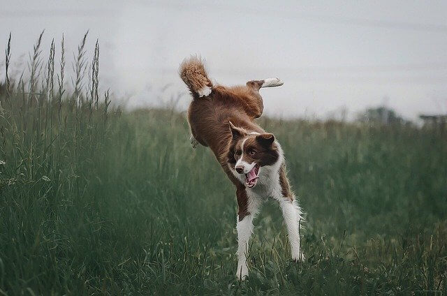 perro border collie marrón