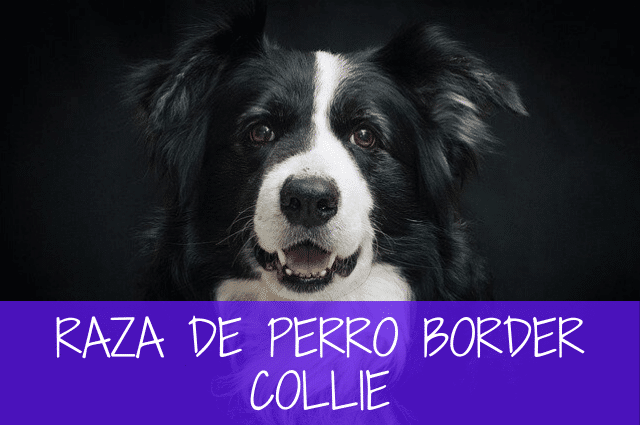 perro border collie