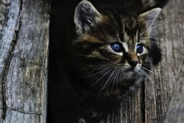 A Que Edad Se Castra Un Gato