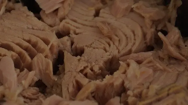 Beneficios De Comer Atún Para Los Perros