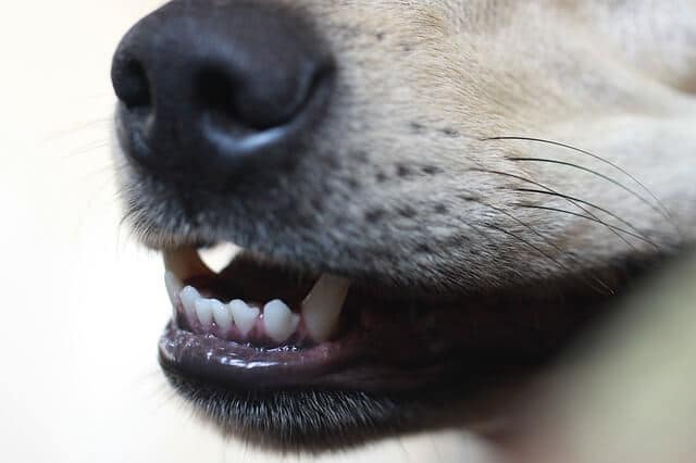 dientes de un cachorro de 2 meses
