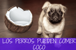 Los Perros Pueden Comer Coco: [Guía Rápida Actualizada 2020]