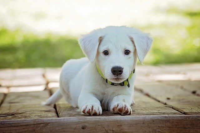perros blancos pequeño