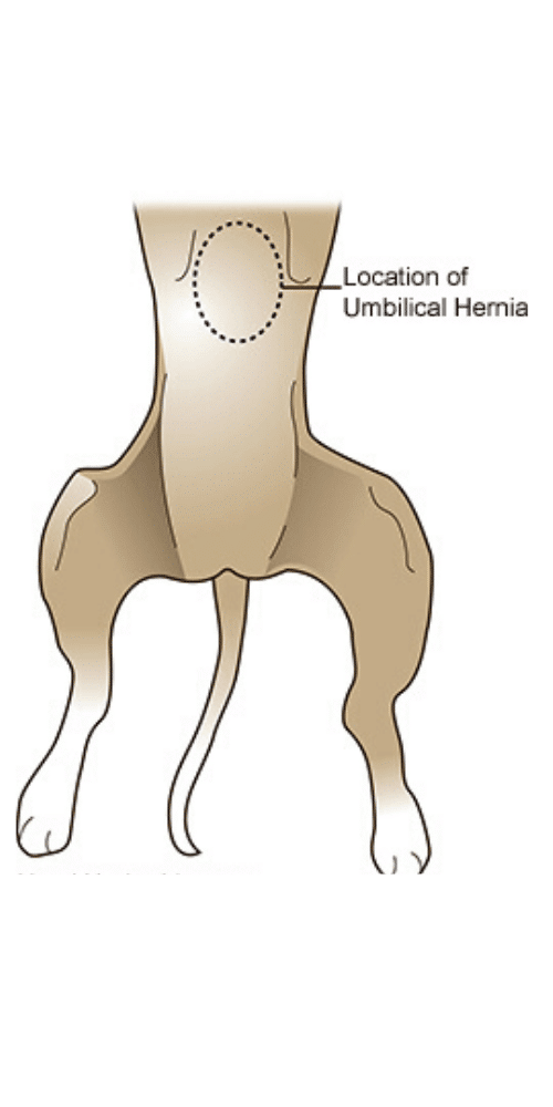 ubicación hernia umbilical en perros