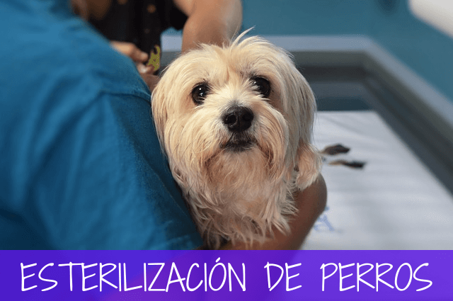 esterilización de perros