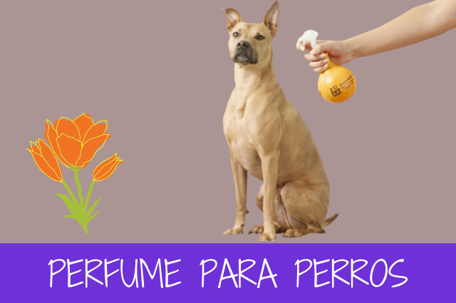perfume para perros