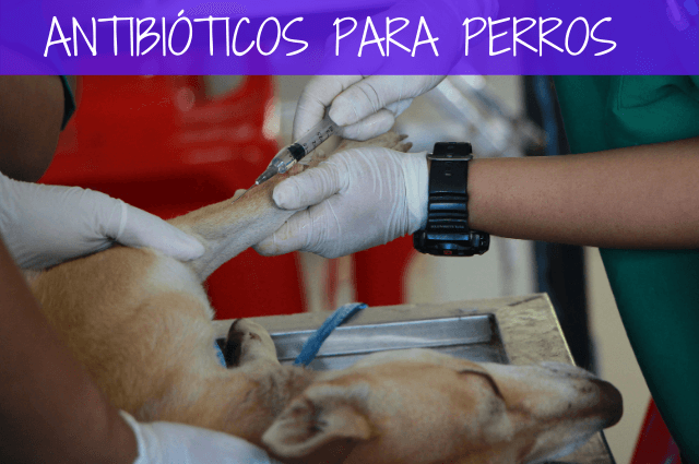 antibióticos para perros