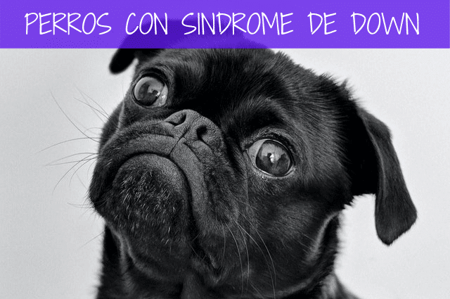 perros con síndrome de down