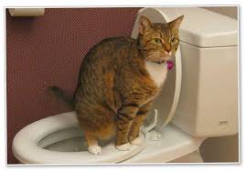 Cómo entrenar a un gato para que use un baño