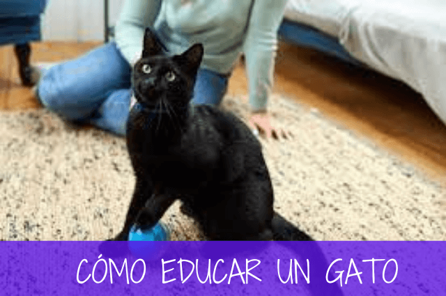 cómo educar un gato